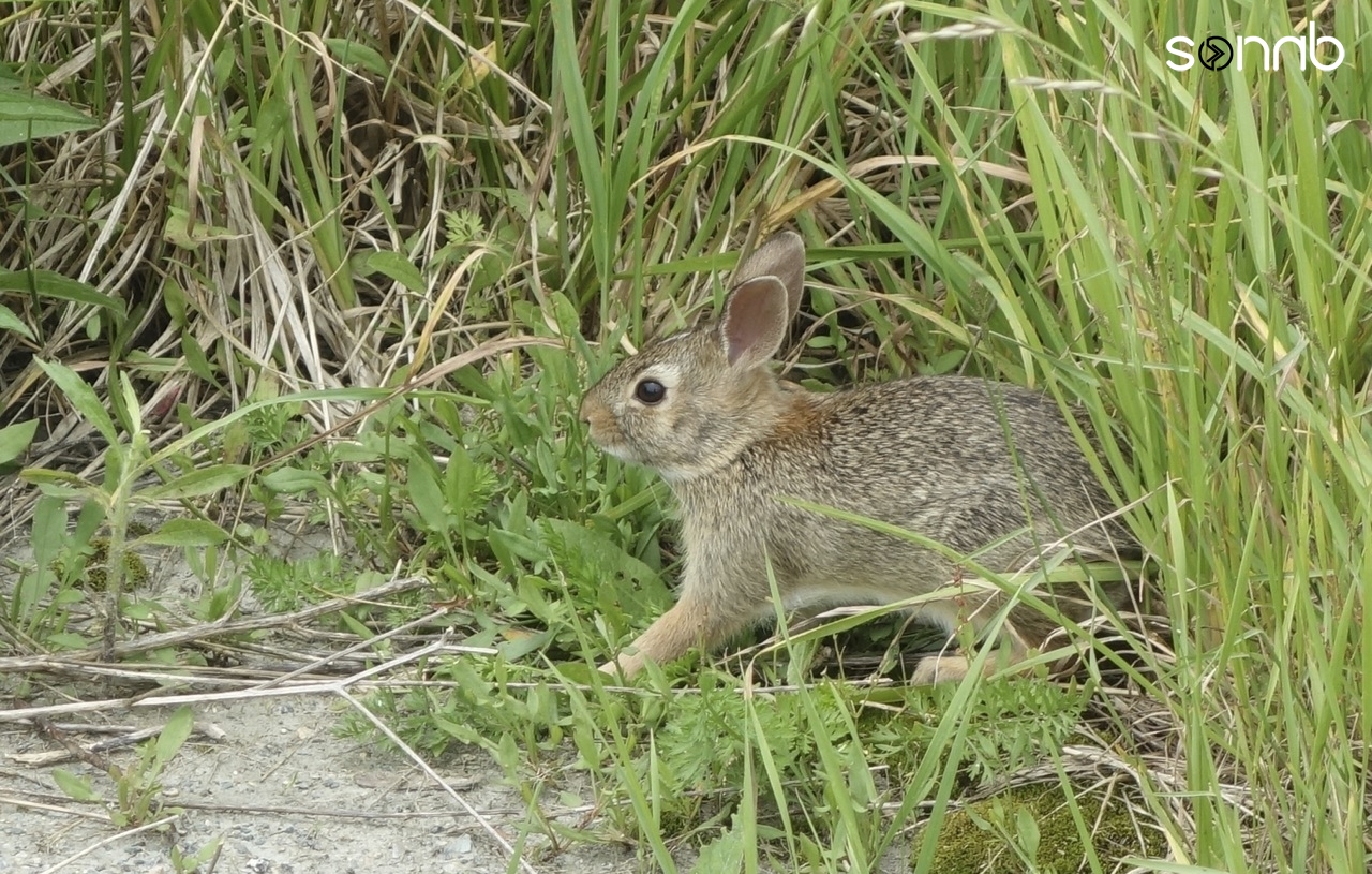 Baby Rabbit