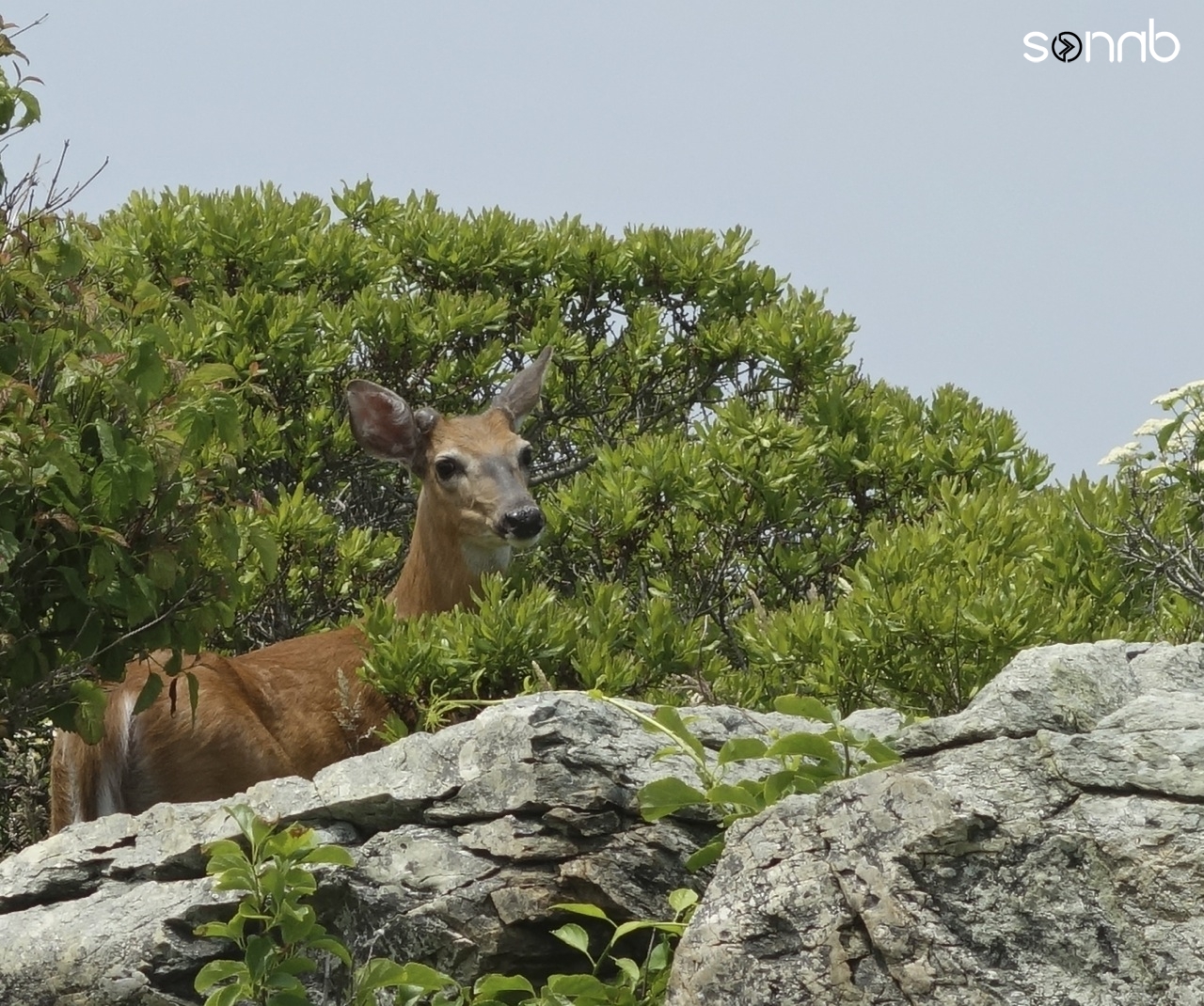 Buck in Rhode Island