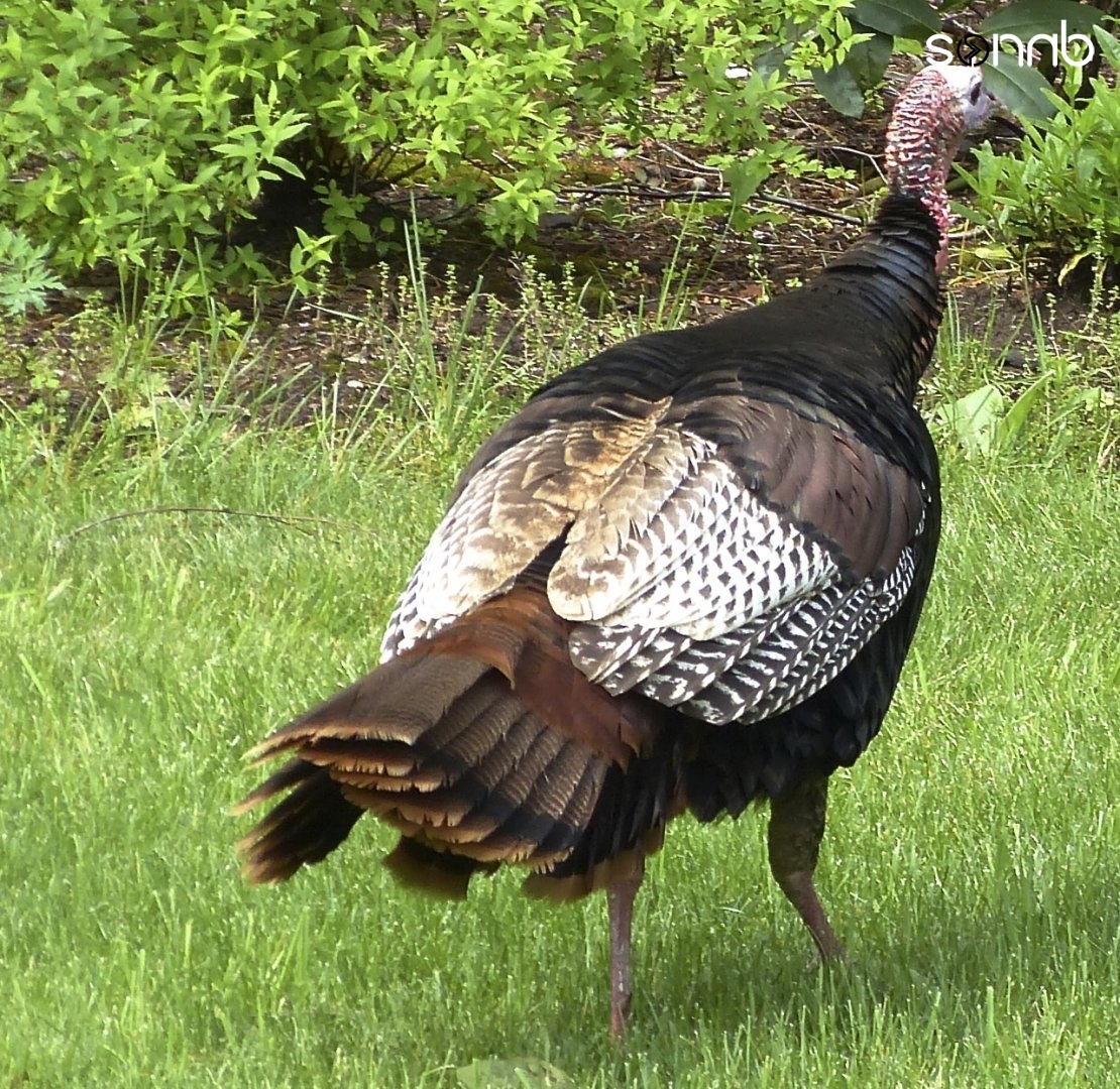 Wild Turkey