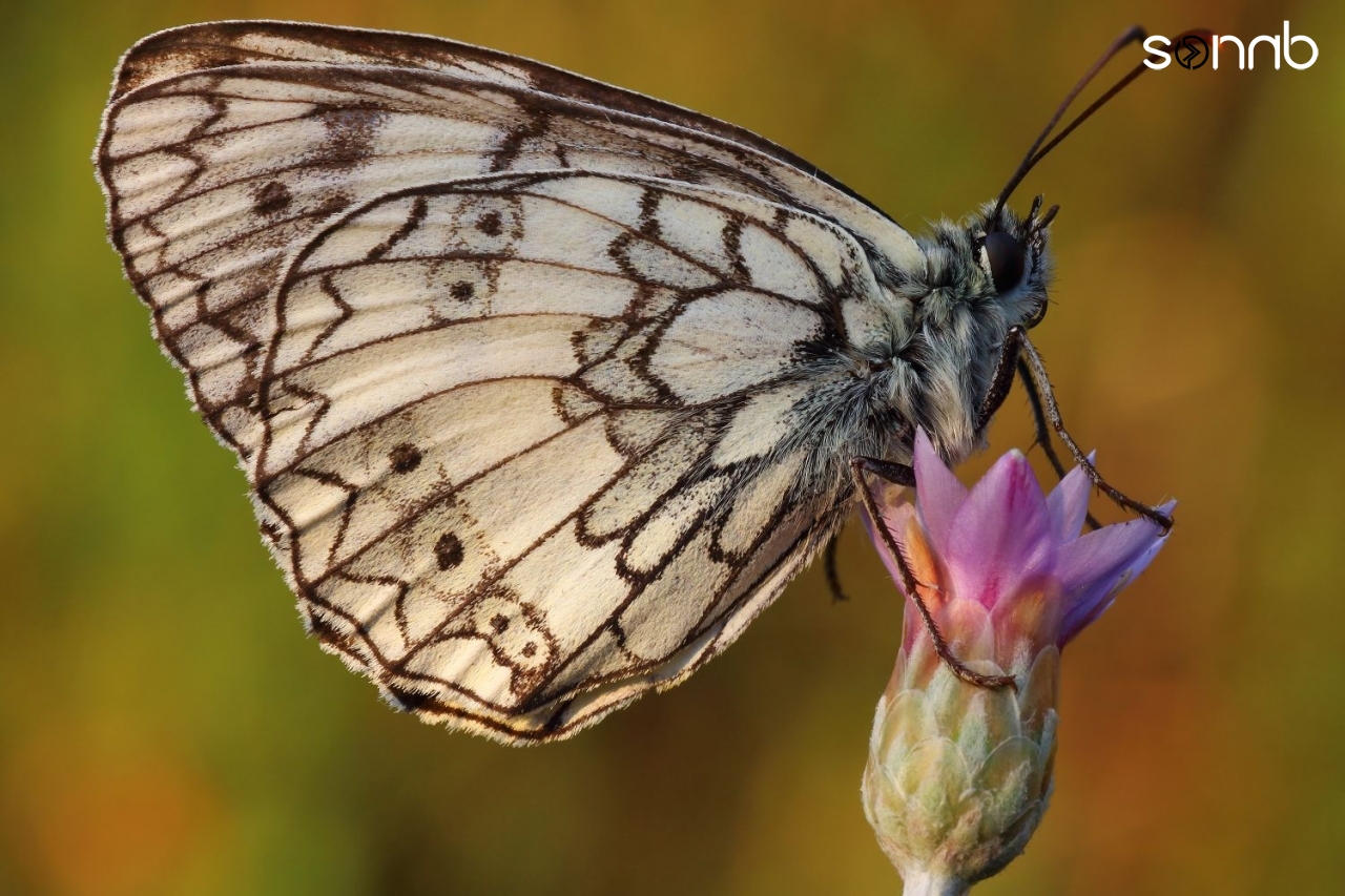 Melanargia russiae