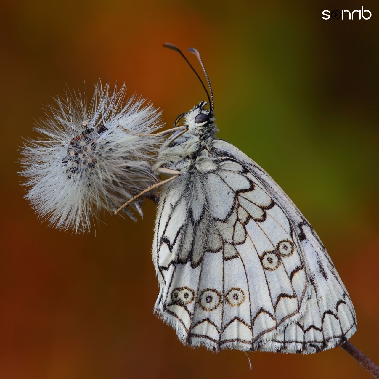 Melanargia galathea