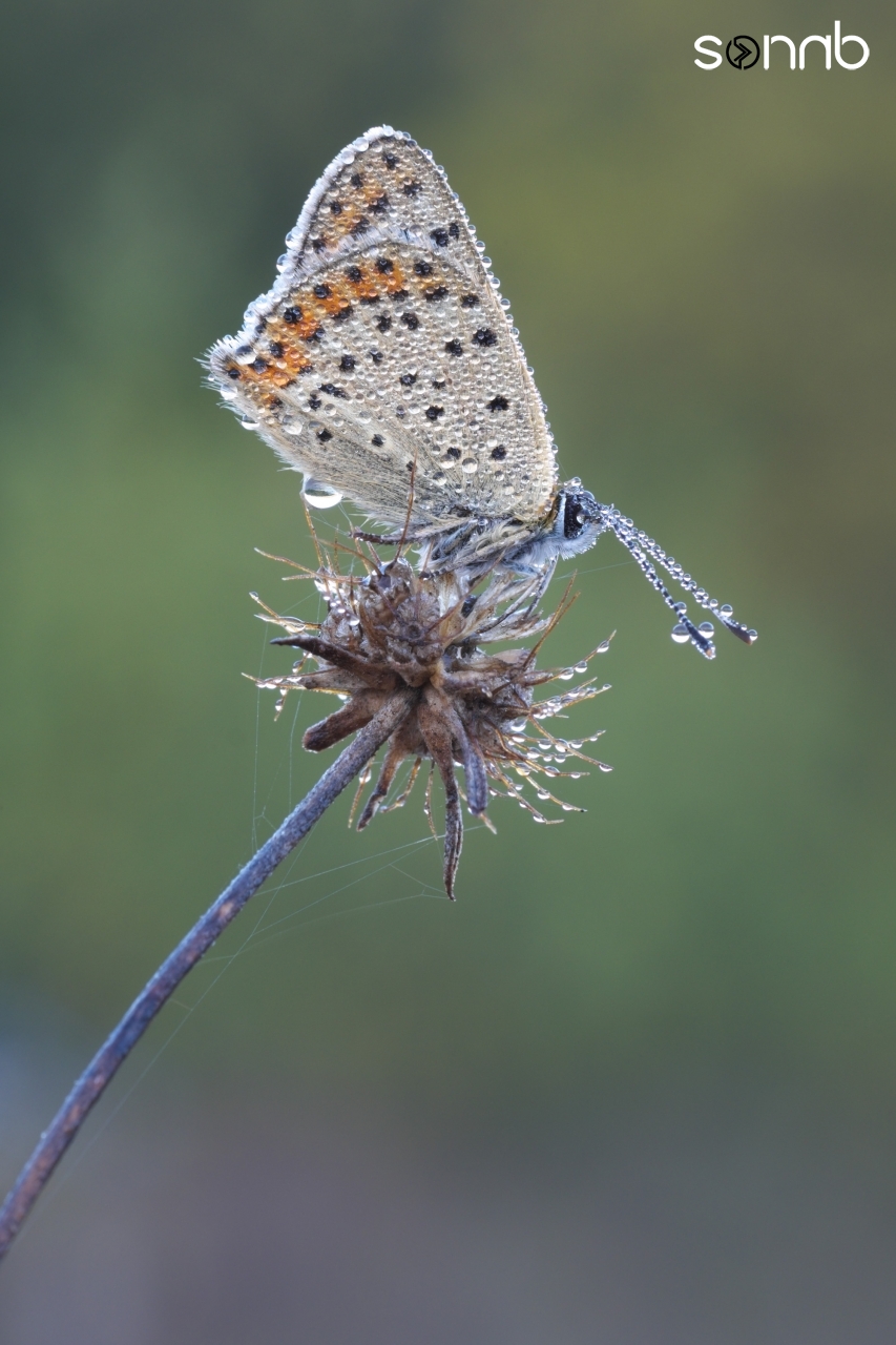 Fuji Xt1 and 60mm macro, tripod, ambient light