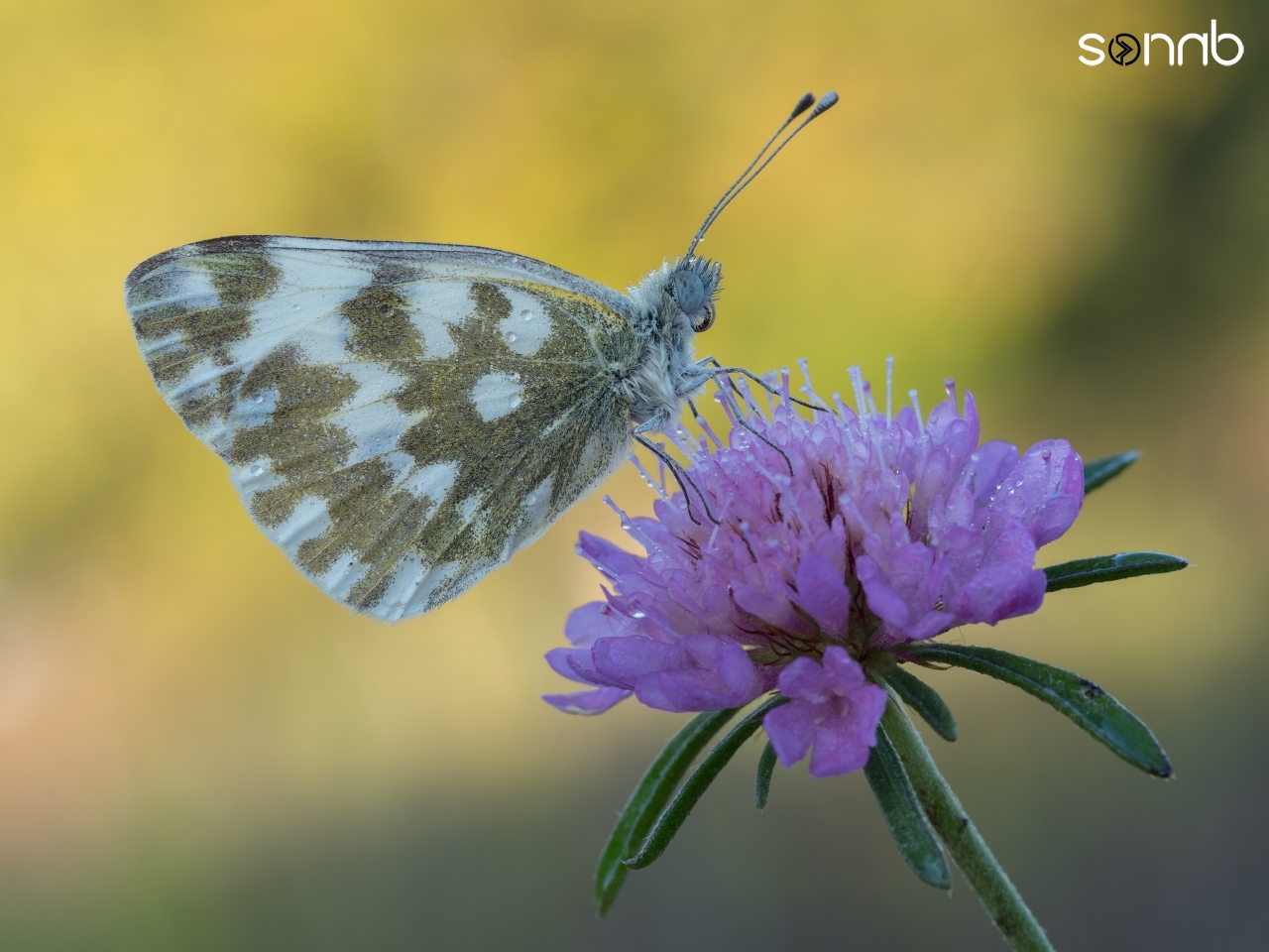 Beautiful butterfly taken with Olympus EM5 Mark II and 60mm macro