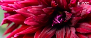 red dahlia