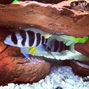 My cichlids