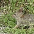 Baby Rabbit