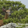 Buck in Rhode Island