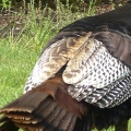 Wild Turkey