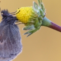 Coenonympha pamphilus