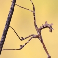 Empusa pennata