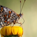 Macrofotografia farfalla Melitea didyma su fiore